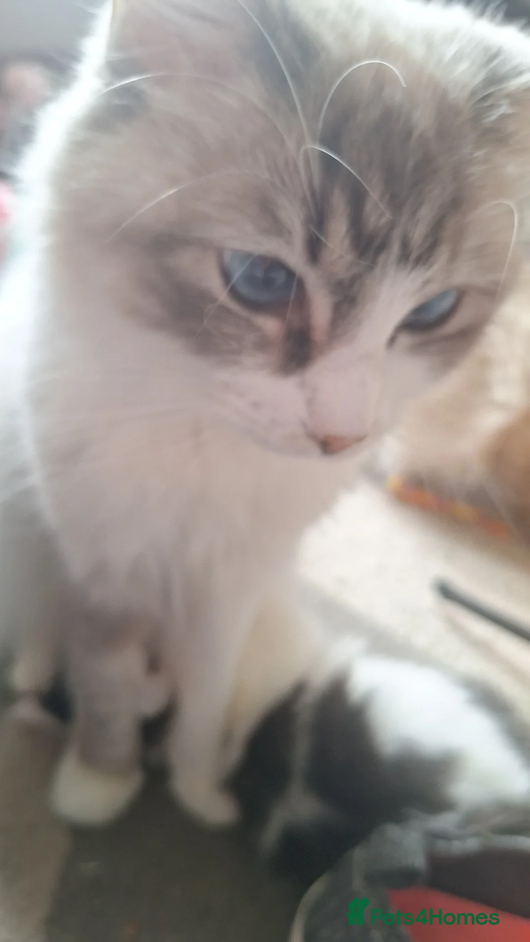 RagaMuffin cats for sale: Gorgeous ragdoll x  - Advert 7