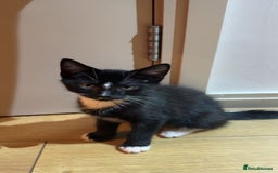 British Shorthair cats for sale: Male Tuxedo - Image 5