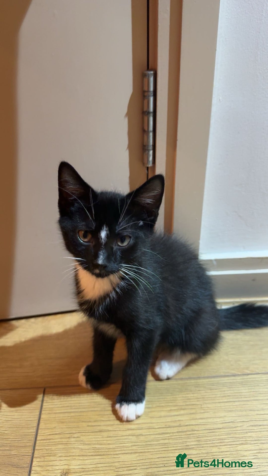 British Shorthair cats for sale: Male Tuxedo - Image 5