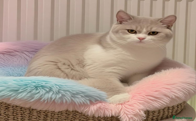 British Shorthair cats 🐻‍❄️*Quality Bsh kittens*Ready Now*🐻‍❄️ - Advert 1