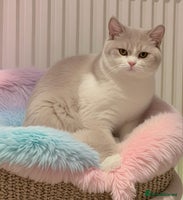 British Shorthair cats 🐻❄️*Quality Bsh kittens*Ready Now*🐻❄️ - Advert 9