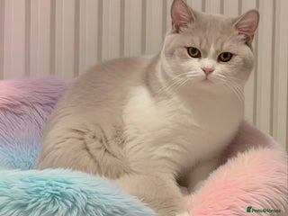 British Shorthair cats 🐻❄️*Quality Bsh kittens*Ready Now*🐻❄️ - Advert 5