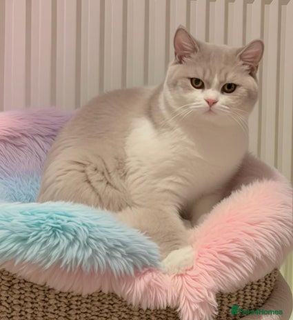 British Shorthair cats 🐻❄️*Quality Bsh kittens*Ready Now*🐻❄️ - Advert 2