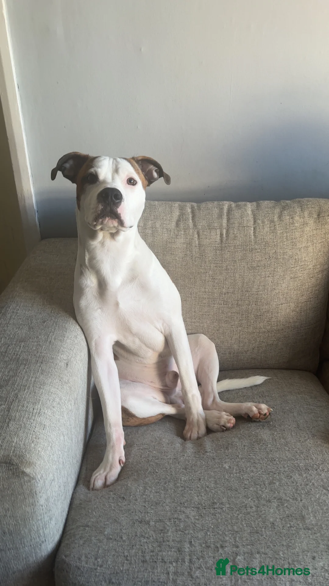 American Bulldog dogs for sale: Frank - Advert 2