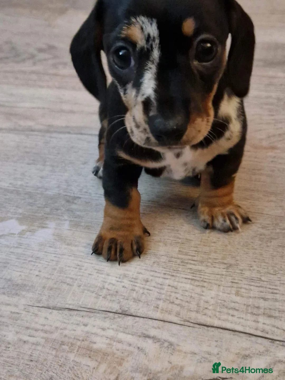 Dachshund dogs for stud: Miniature Daschund for Stud in York - Advert 8