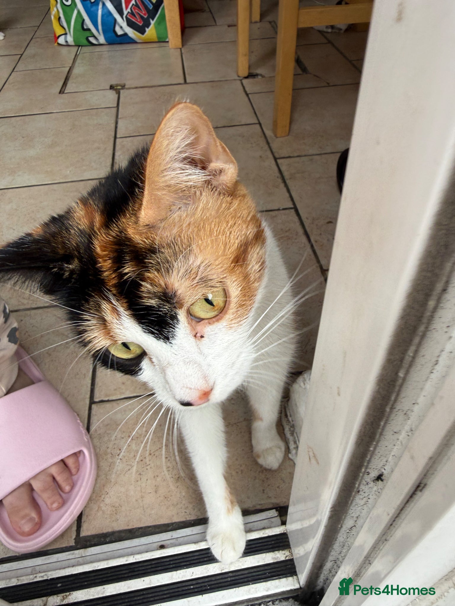 Mixed Breed cats Kittens ready for new home  - Advert 2