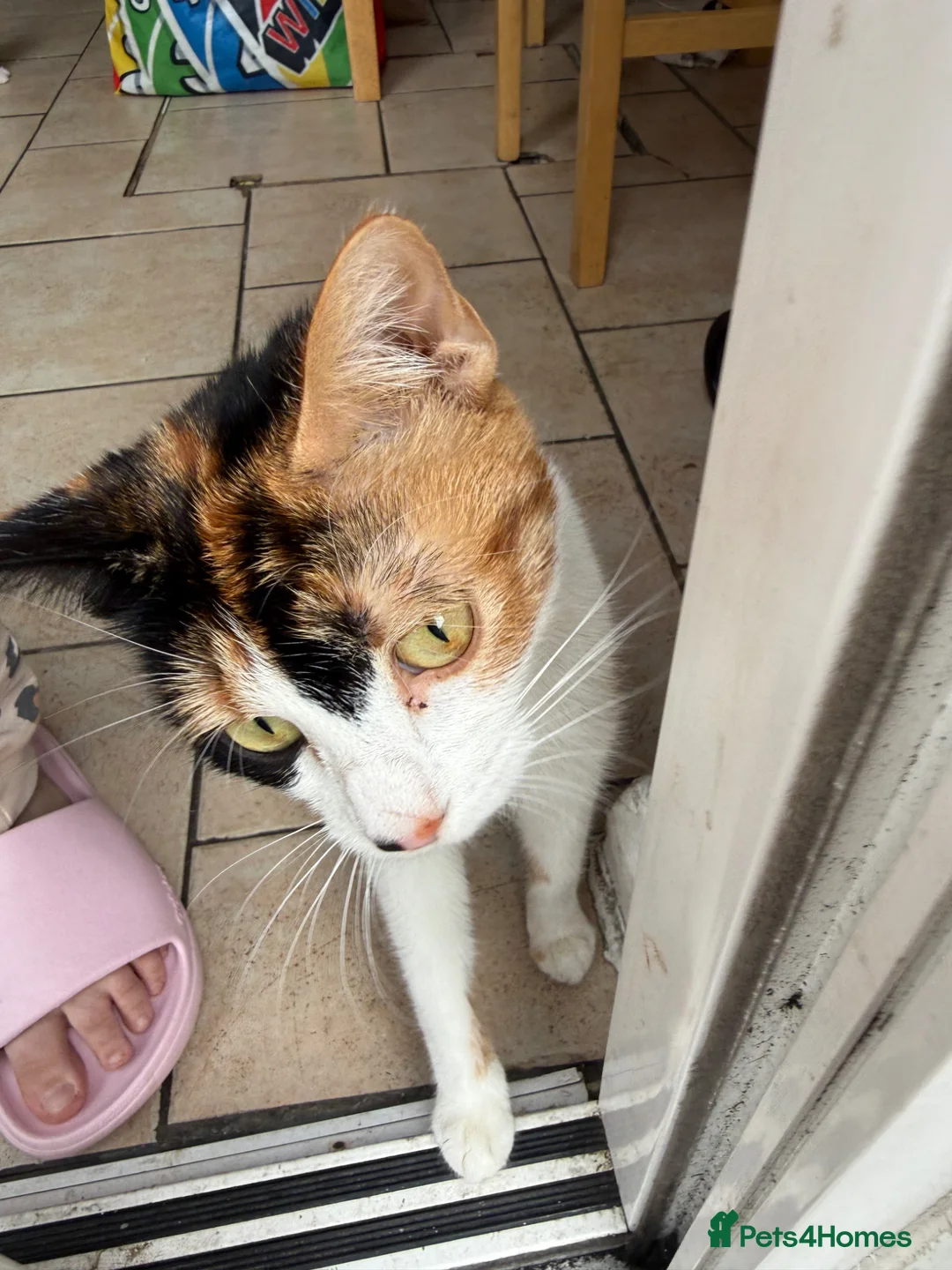 Mixed Breed cats for sale: Kittens ready for new home  - Advert 1