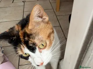 Mixed Breed cats Kittens ready for new home - Advert 2