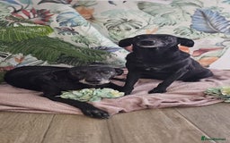 Mixed Breed dogs for adoption: A joint home needed for two Grandma’s - Image 6