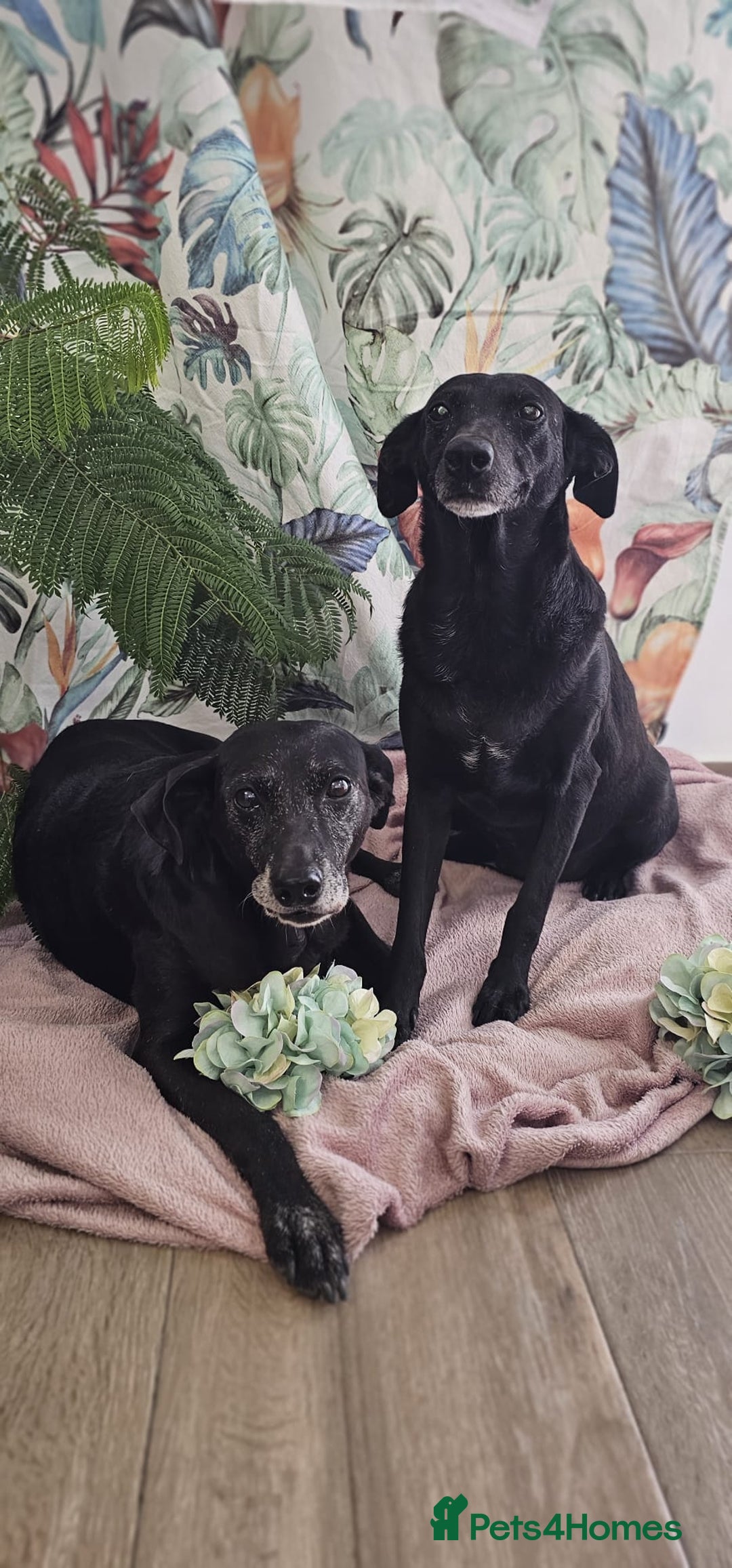 Mixed Breed dogs for adoption: A joint home needed for two Grandma’s - Image 6