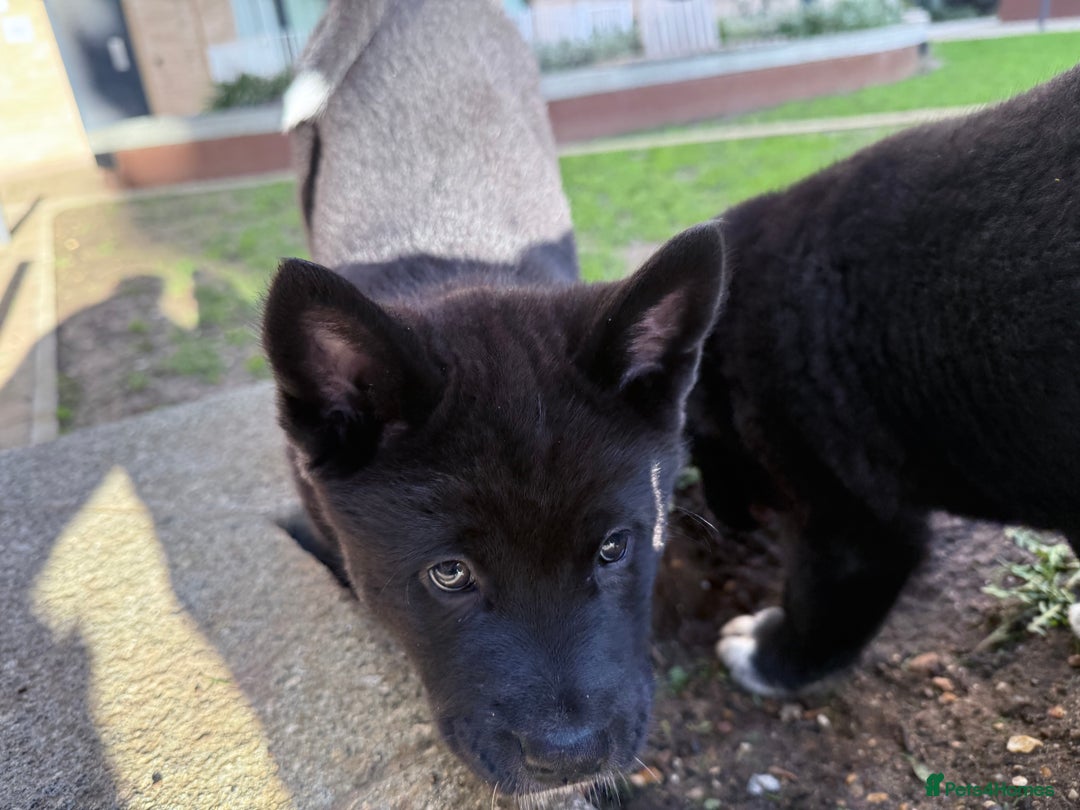 Akita dogs for sale: American Akita puppies - Advert 13