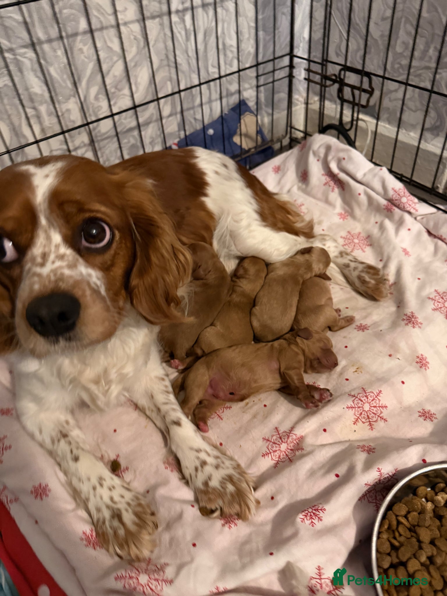 Mixed Breed dogs Cockapoo puppies for sale - Advert 1