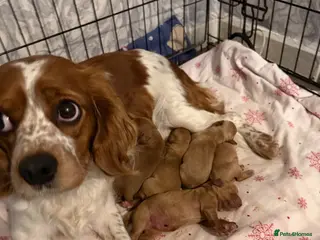 Mixed Breed dogs Cockapoo puppies for sale - Advert 1