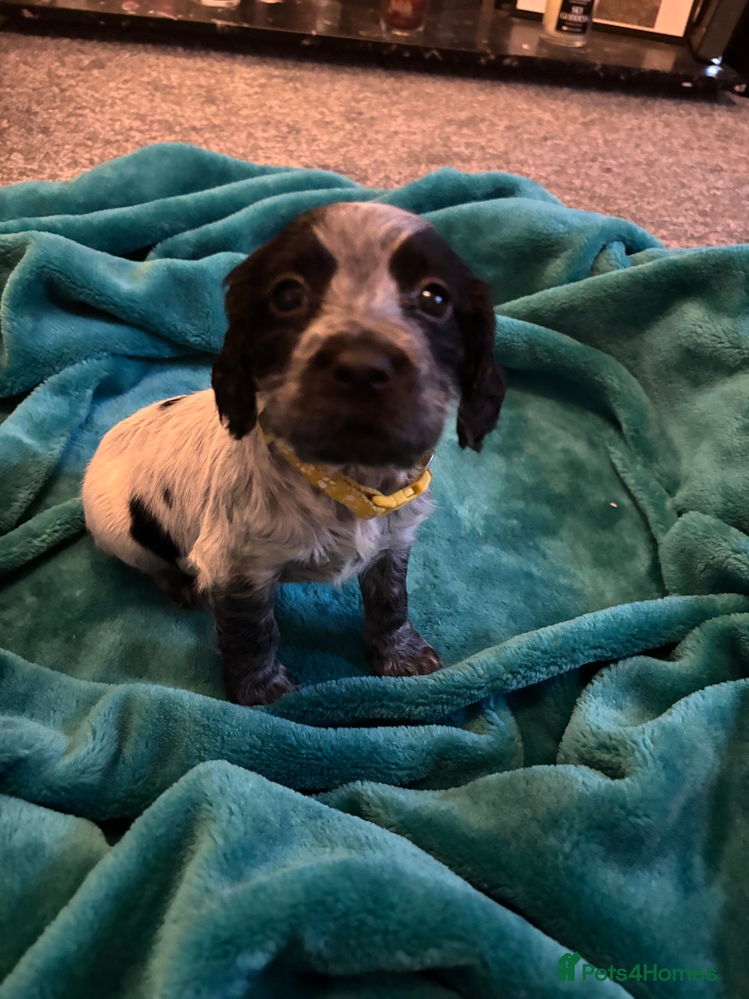 Cocker Spaniel dogs for sale: Georgous blue roan cocker spaniels - Image 19