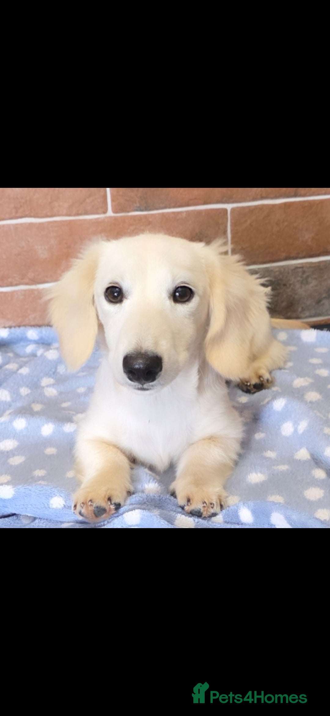 Miniature Dachshund dogs for sale: Stunning Cream Miniature Dachshund boy  - Image 2