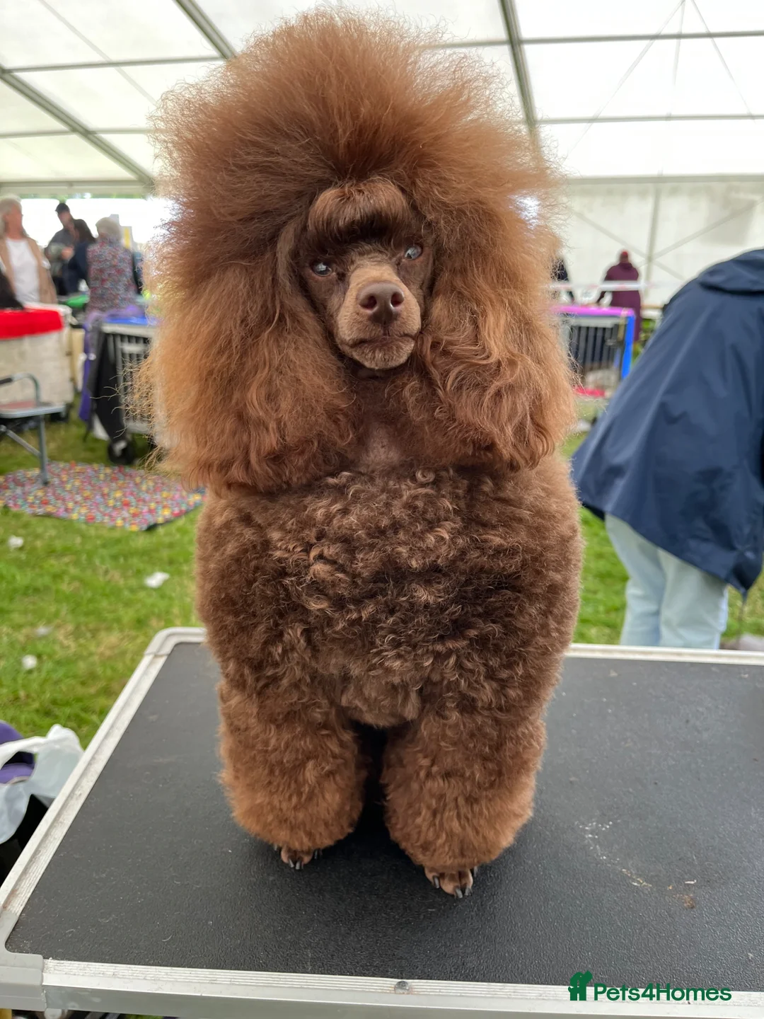 Toy Poodle dogs for sale: Adult Brown Toy Poodle Girl - Advert 1