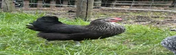 Chickens poultry for sale: Point of lay hens  silver sussex - Advert 3