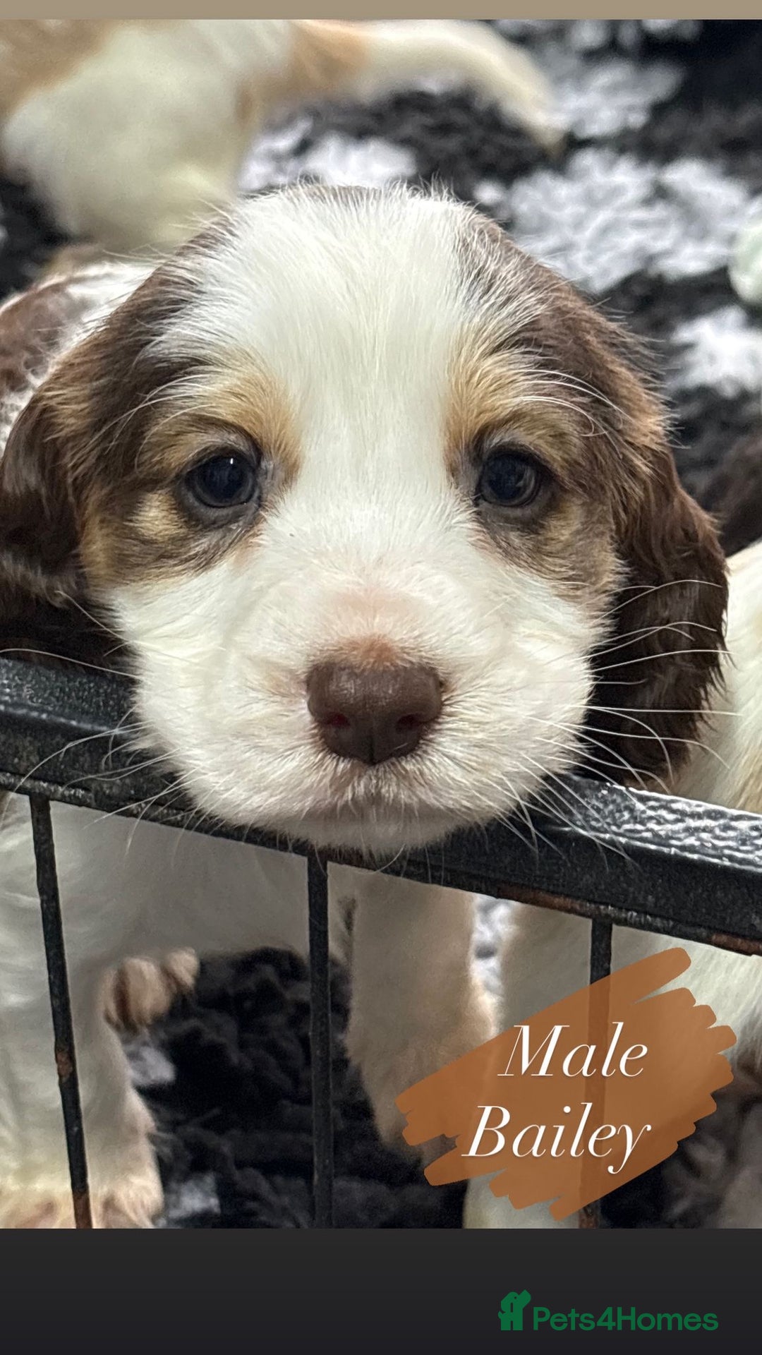 Cocker Spaniel dogs for sale: KC registered English cocker spaniels - Advert 8