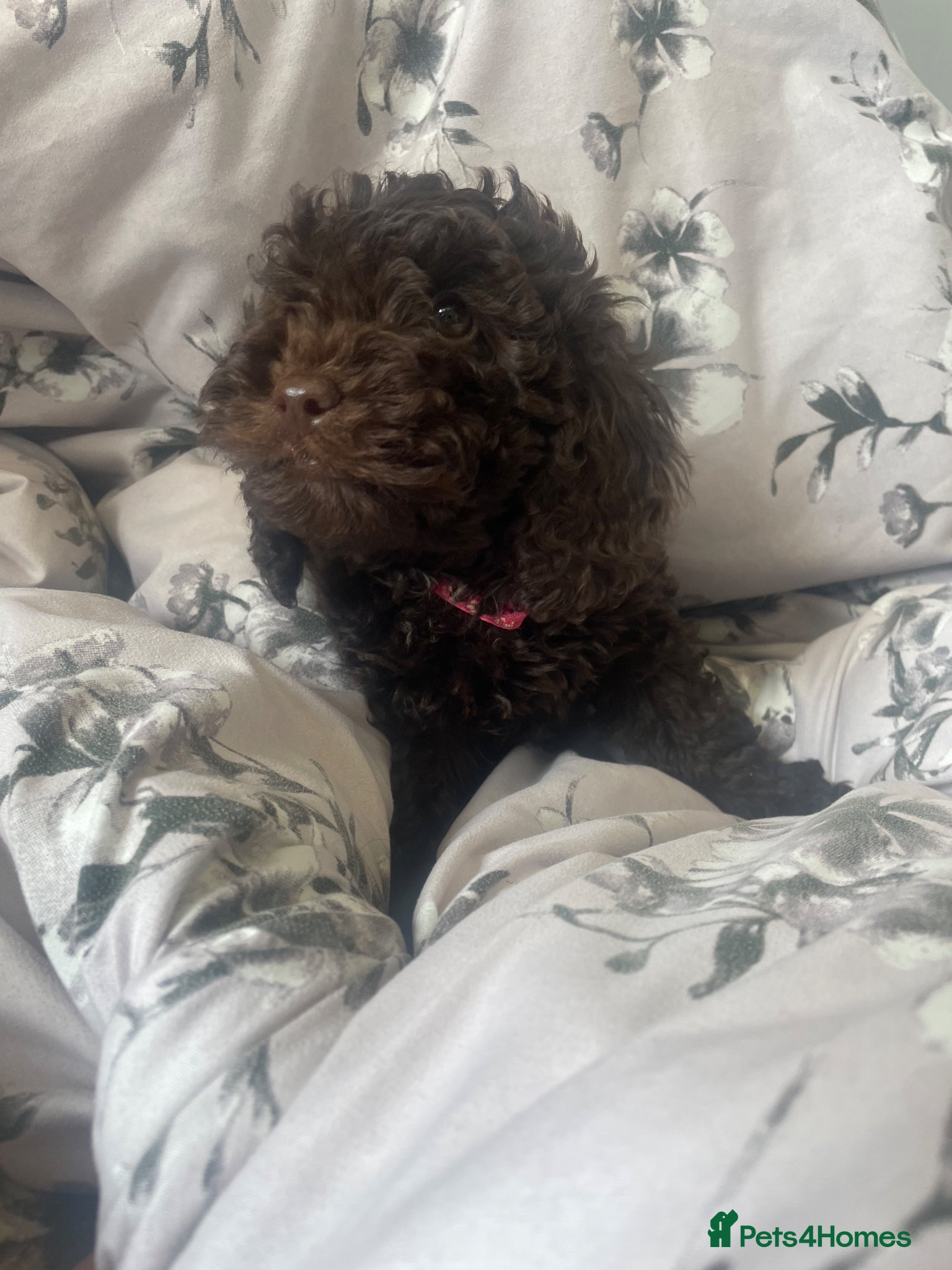 Labradoodle dogs  Sweet Miniature Labradoodle puppies for sale  - Advert 2
