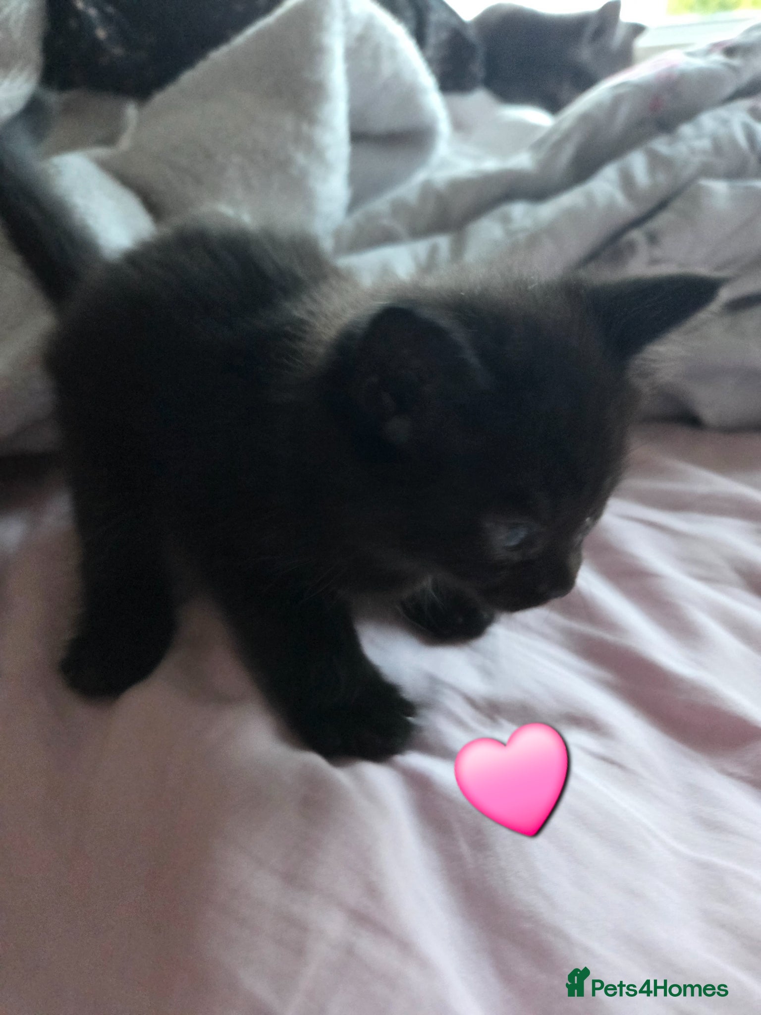 Mixed Breed cats for sale: Stunning kittens British shorthair  x maine coon - Advert 9