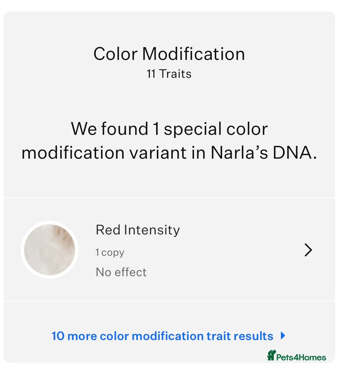 German Shepherd dogs for sale: German shepherd KC straight back bitch  - Advert 8