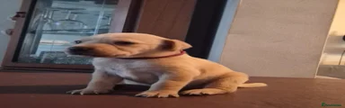 Labrador Retriever 10