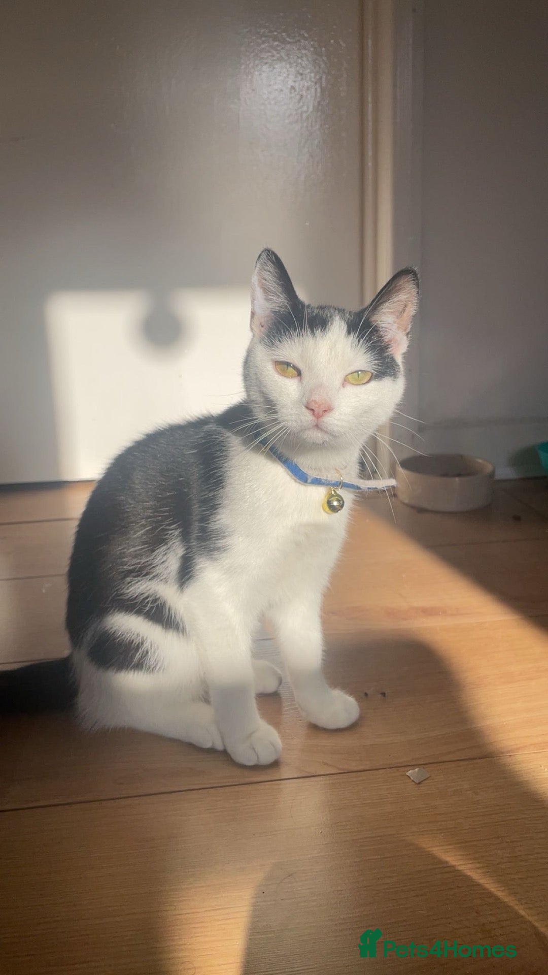 Domestic Shorthair cats Mother cat - Advert 13