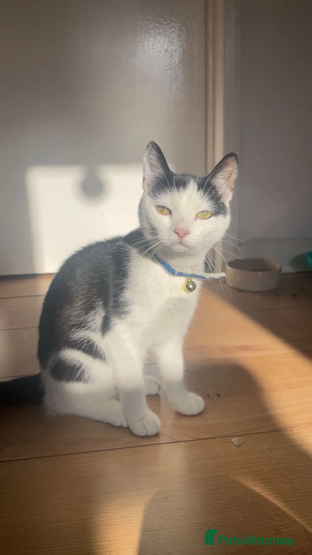 Domestic Shorthair cats for sale: Mother cat - Advert 1