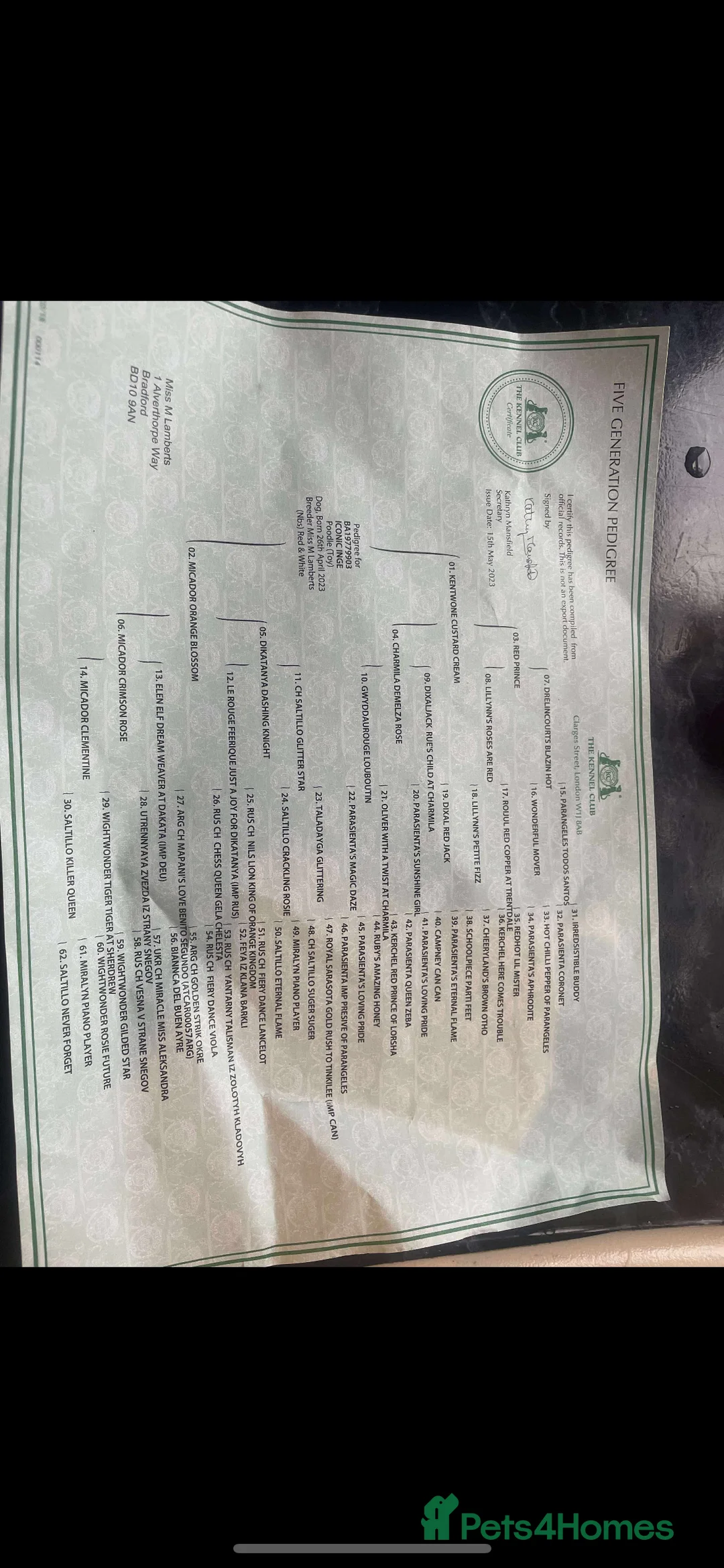 Cockapoo dogs for sale: F1b toy cockapoos - Advert 9