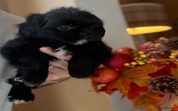 Shih Tzu dogs for sale: 🩷🩷 Stunning Black Shih Tzu Girls 🩷🩷 - Image 10