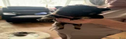 French Bulldog dogs for sale: Fluffy French bulldog puppies  - Advert 10