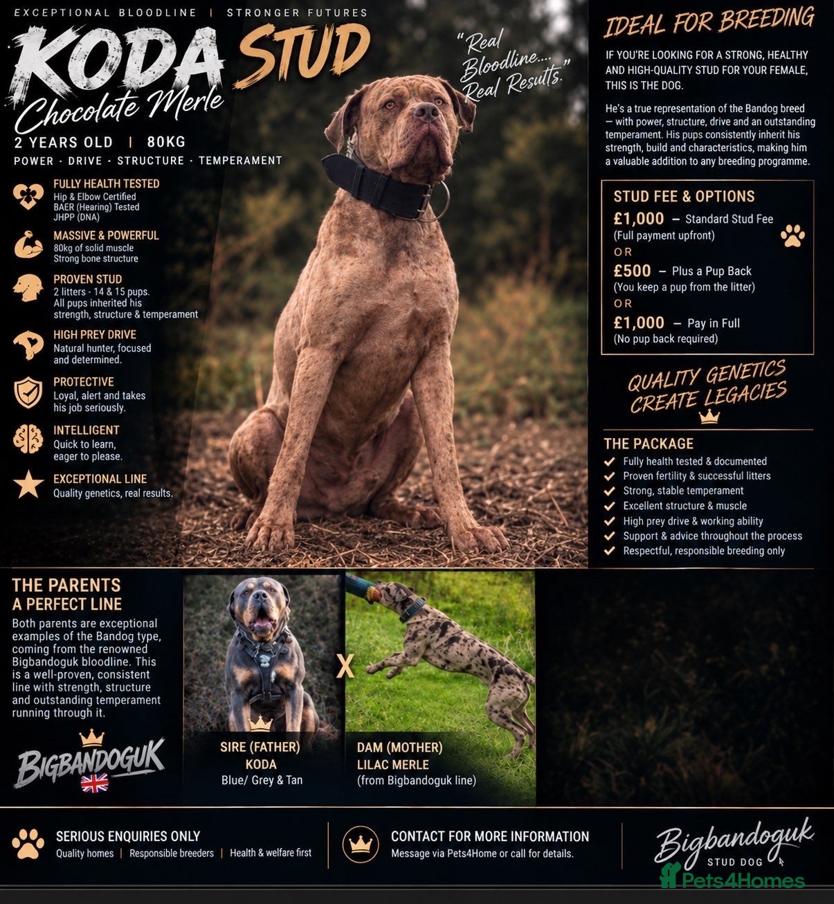 Bandog dogs Koda exceptional proven bandog stud  - Advert 4