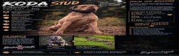 Bandog dogs for stud: Koda exceptional proven bandog stud  - Advert 1