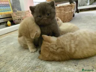 British Shorthair cats British shorthair kittens - Advert 3