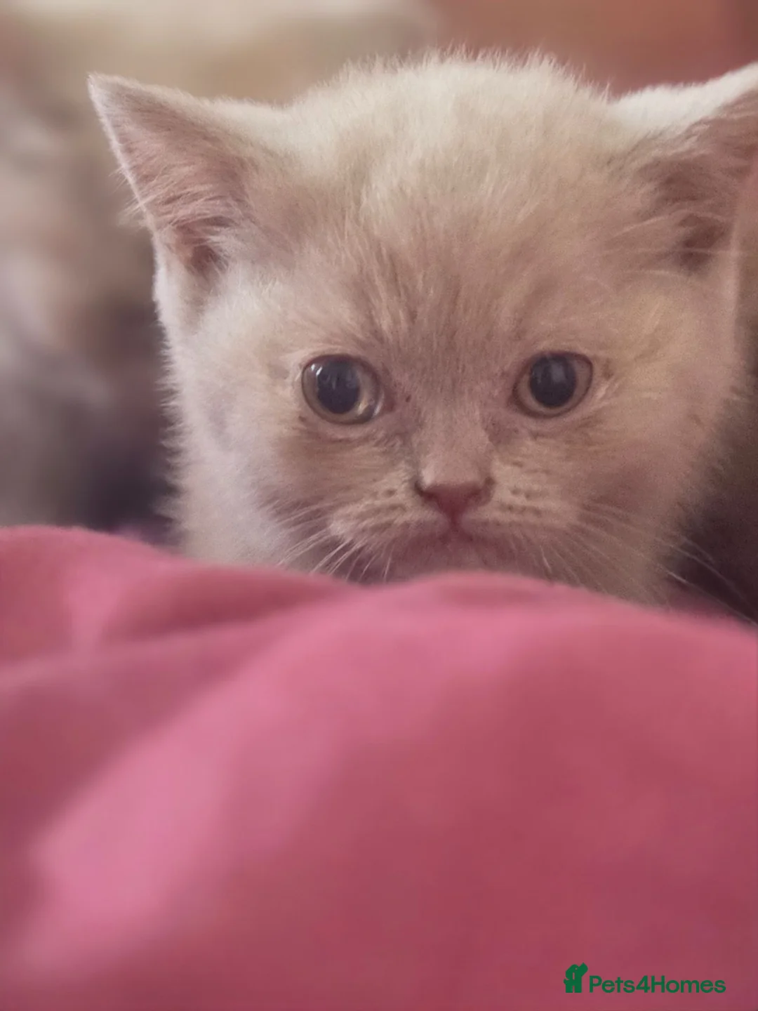 British Shorthair cats for sale: 🐾TICA REG BEAUTIFUL BSH 🐾   - Advert 36