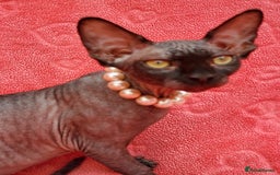 Sphynx cats for sale: Amazing kittens !!! in Maidstone - Image 18