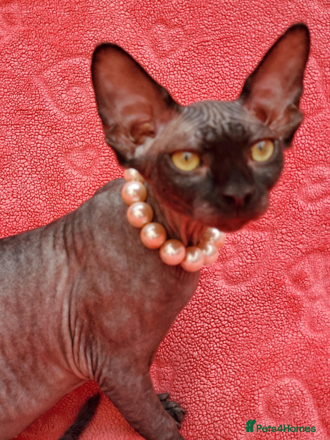 Sphynx cats for sale: Amazing kittens !!! in Maidstone - Image 18