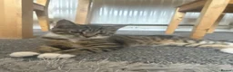 Mixed Breed cats for sale: 3half persian half tabby kittens  in Cardiff - Advert 3