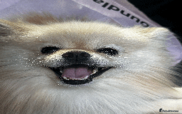 Pomeranian dogs for sale: Charismatic 3 Year Old Pomeranian: Meet Milo - Image 2