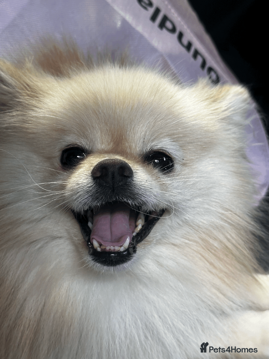 Pomeranian dogs for sale: Charismatic 3 Year Old Pomeranian: Meet Milo - Image 2