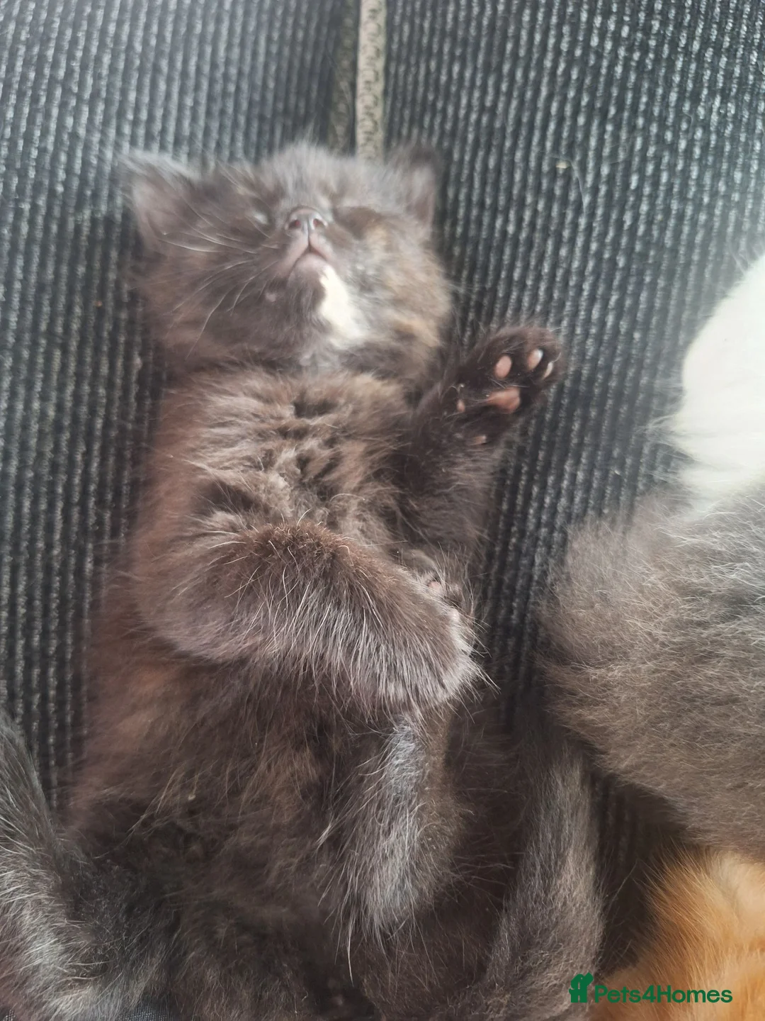 Ragdoll cats for sale: Ragdoll cross baby girl in Cwmbran - Advert 5