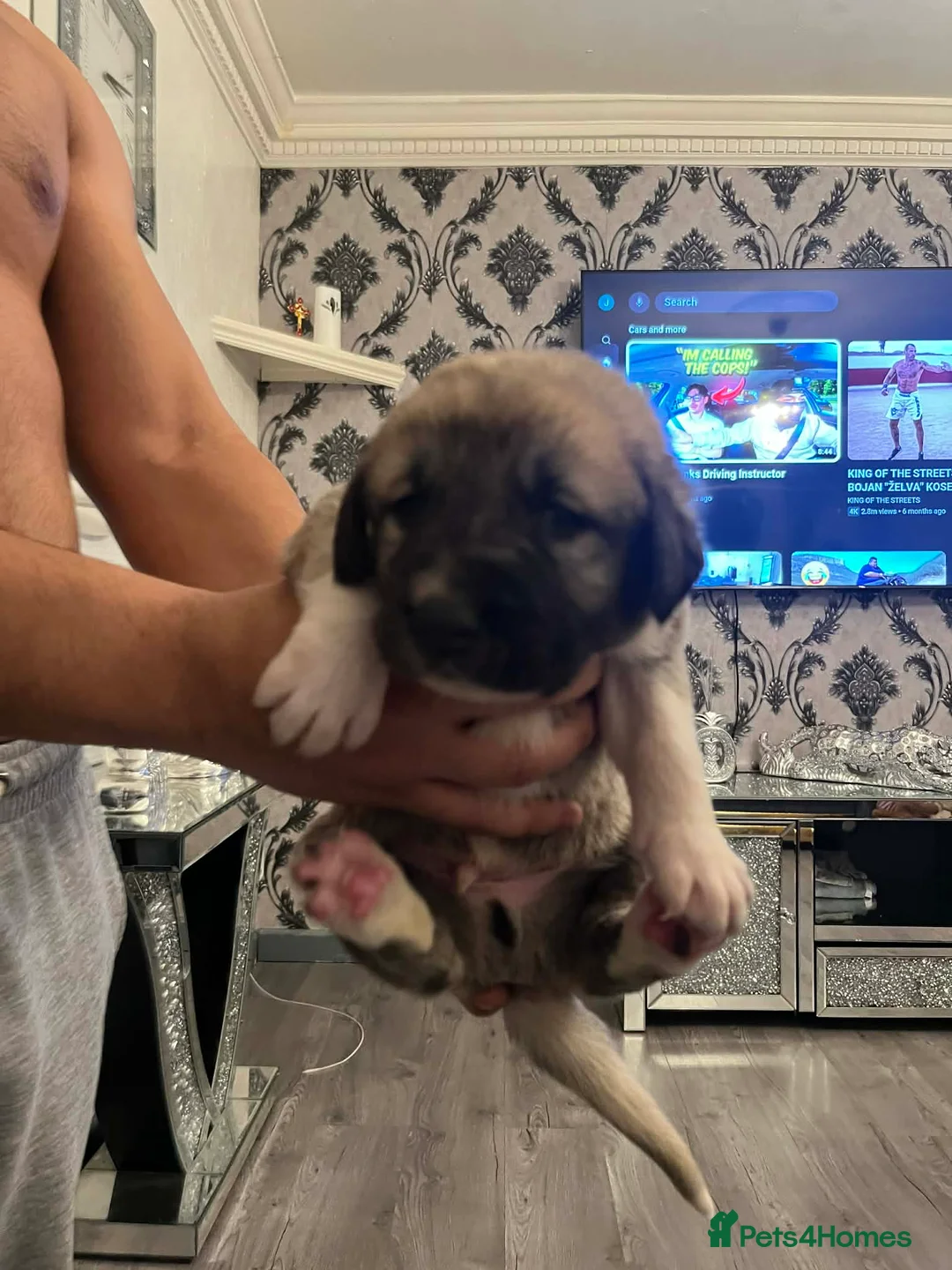 Turkish Kangal dogs for sale: Turkish kangal - Advert 2