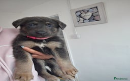 German Shepherd dogs for sale: German shepherd puppies  - Image 10