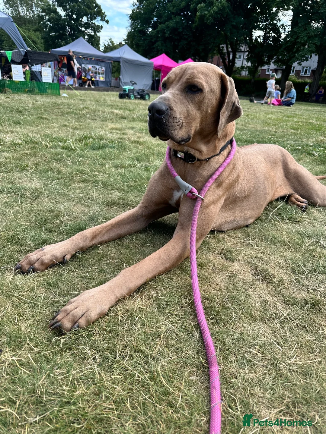 Mixed Breed dogs for sale: Stunning Boerboel x Ridgeback puppies  - Advert 24