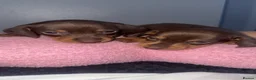 Miniature Dachshund dogs for sale: Miniature short-haired dachshunds (1 girl left) - Advert 6