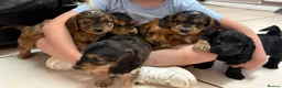 Cockapoo dogs for sale: Outstanding F1 Cockapoos🩵 🩷 Fully H/T Parents!🧬 - Advert 2