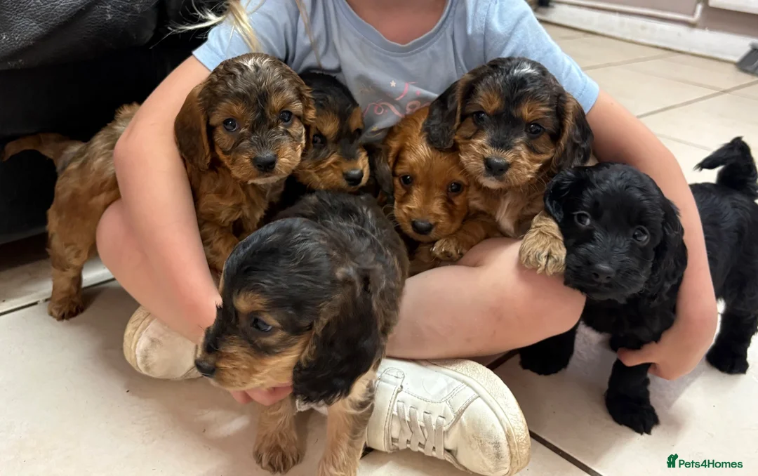 Cockapoo dogs for sale: Outstanding F1 Cockapoos🩵 🩷 Fully H/T Parents!🧬 - Advert 2