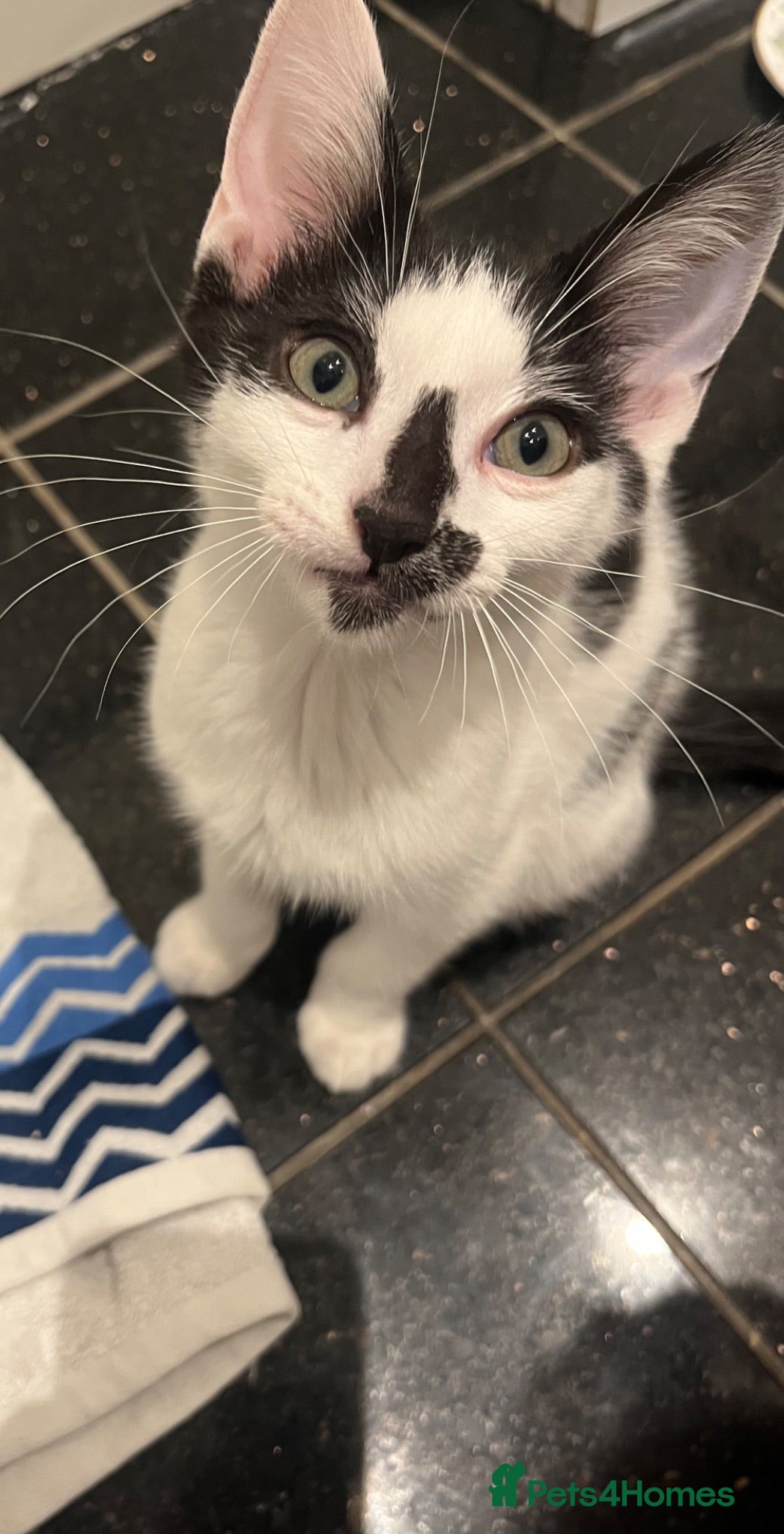 Mixed Breed cats Lovely Boy kitten is looking for home - Advert 1
