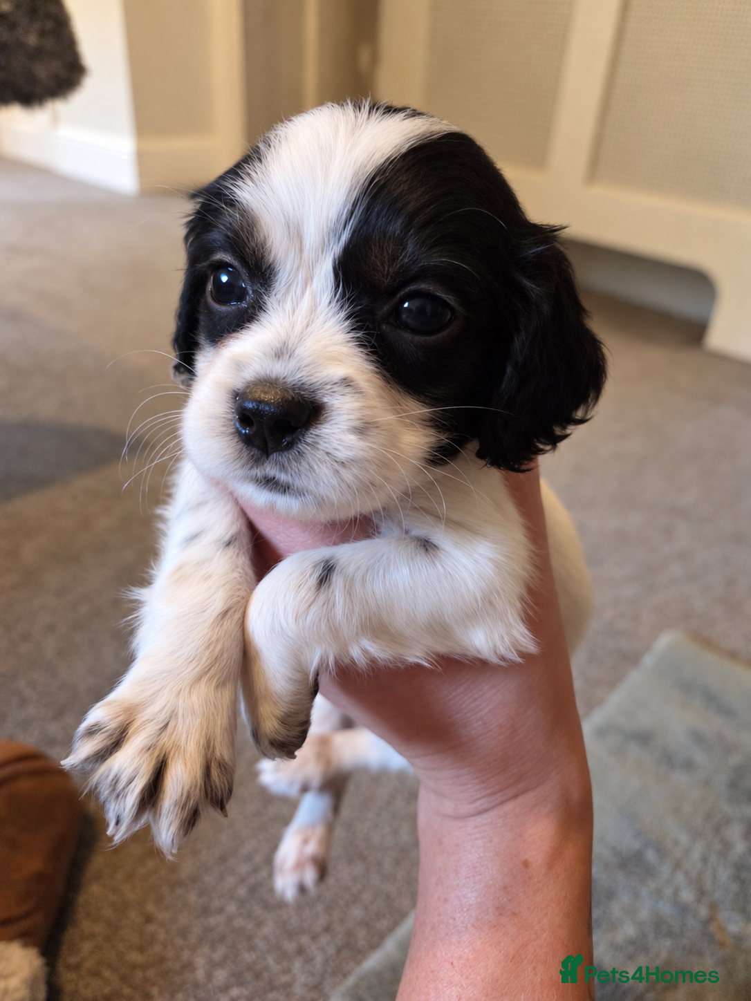 Cocker Spaniel dogs Kc/health tested boys  - Advert 2