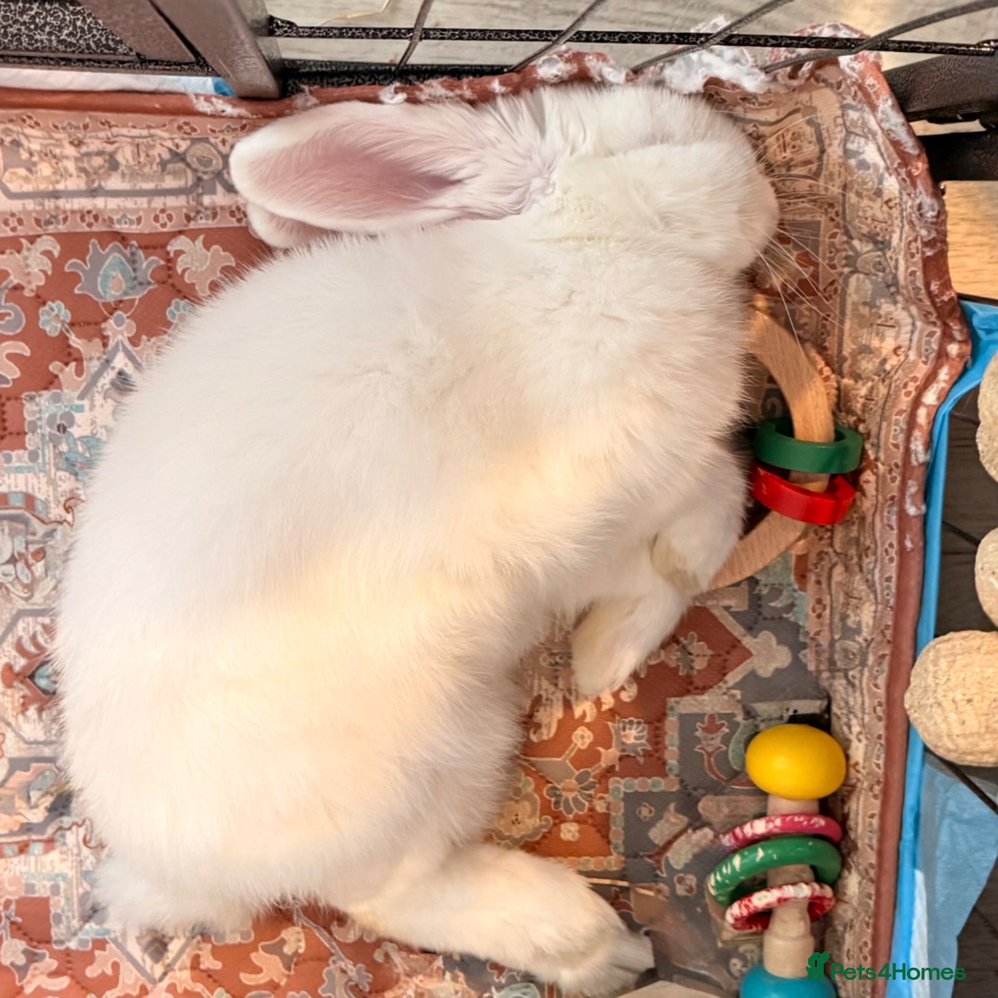 Mini Lop rabbits Snowy - Advert 1